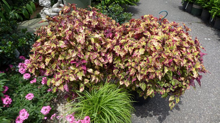 coleus