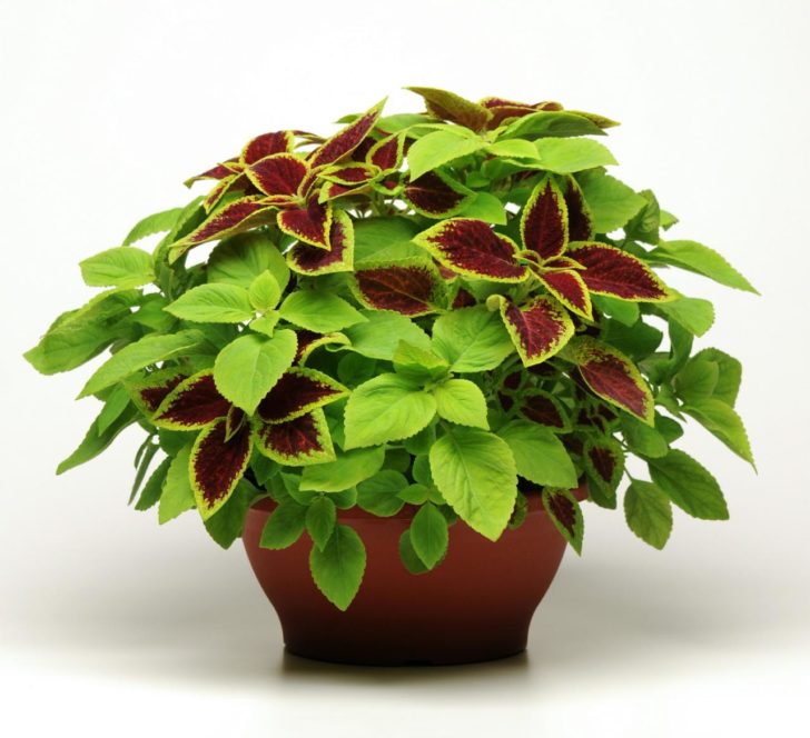 coleus