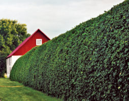 Haie verte dans le pays d'arbustes et d'arbres