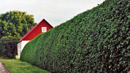 Haie verte dans le pays d'arbustes et d'arbres