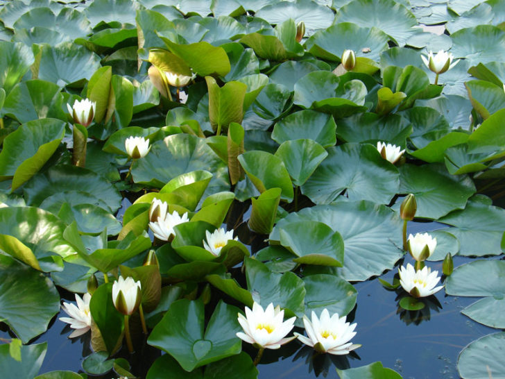 mga water lily