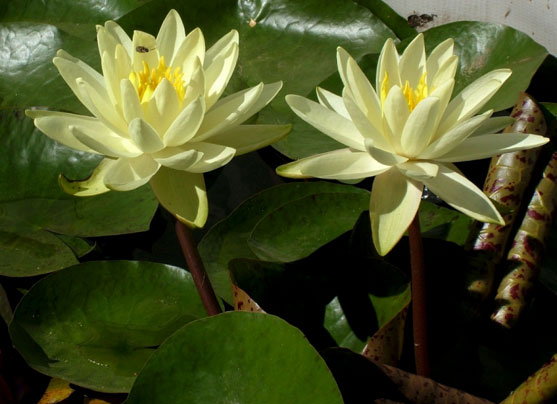 mga water lily