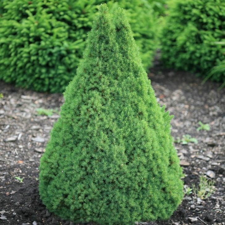 Canadian spruce