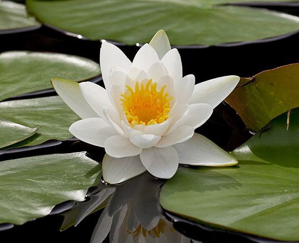 mga water lily