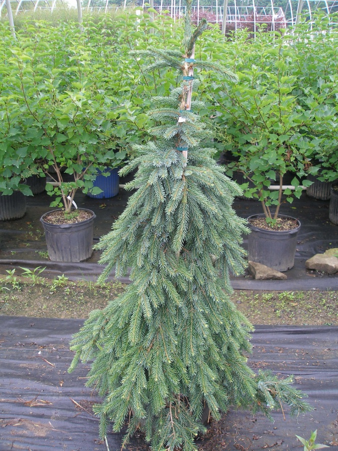 Canadian spruce