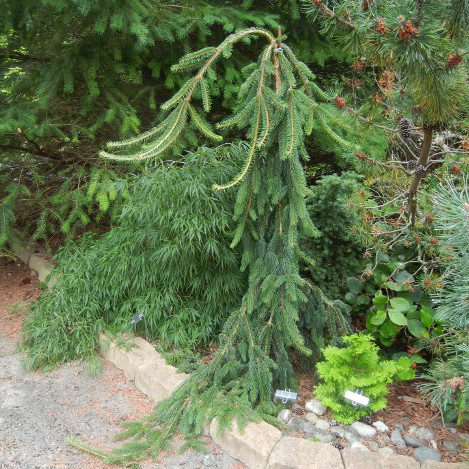 Canadian spruce