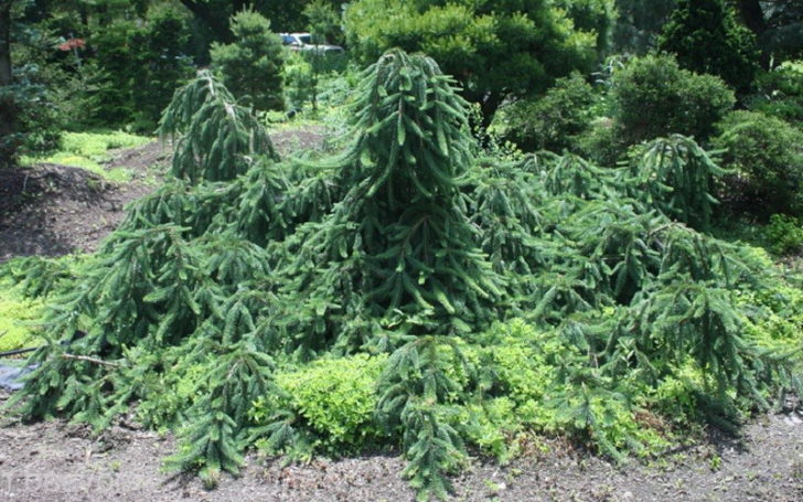 Canadian spruce