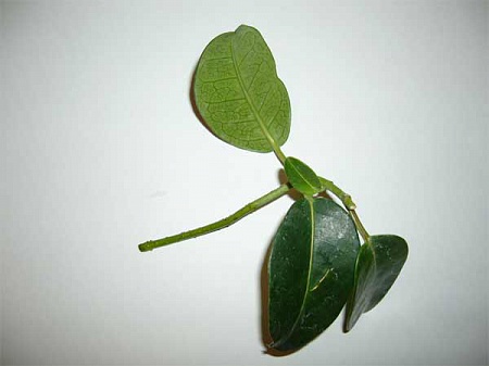 pag-aanak ng stephanotis