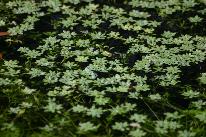 mga water lily