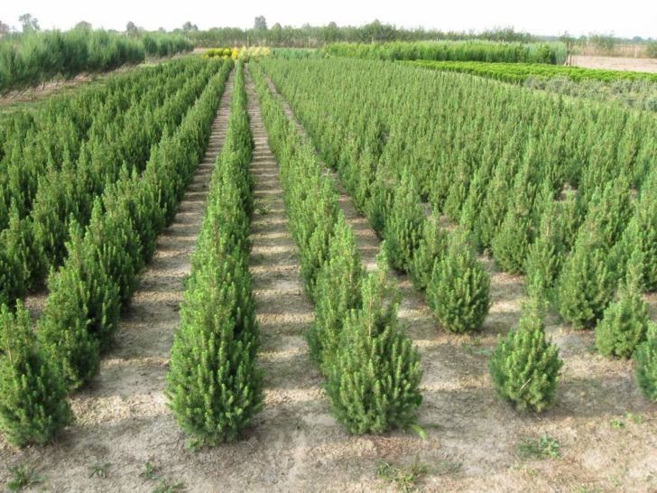 Canadian spruce