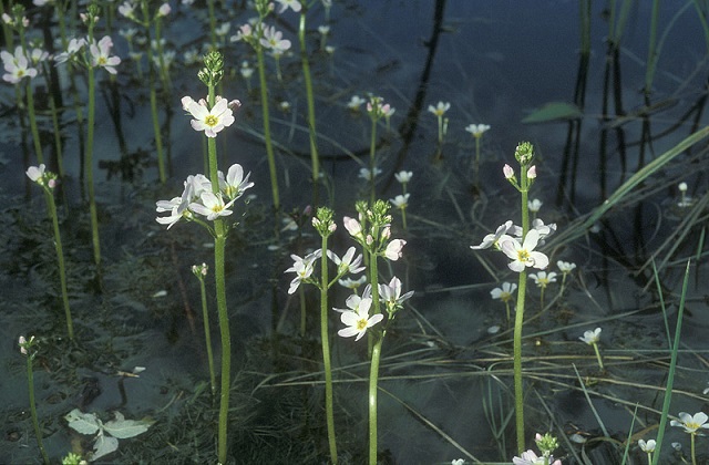 mga water lily