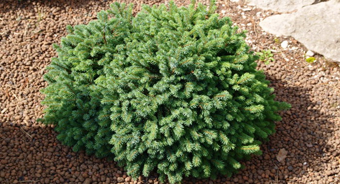 Canadian spruce