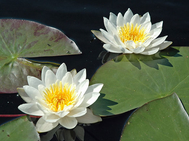 mga water lily