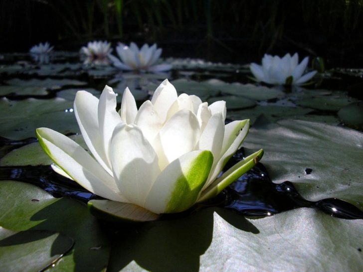 mga water lily