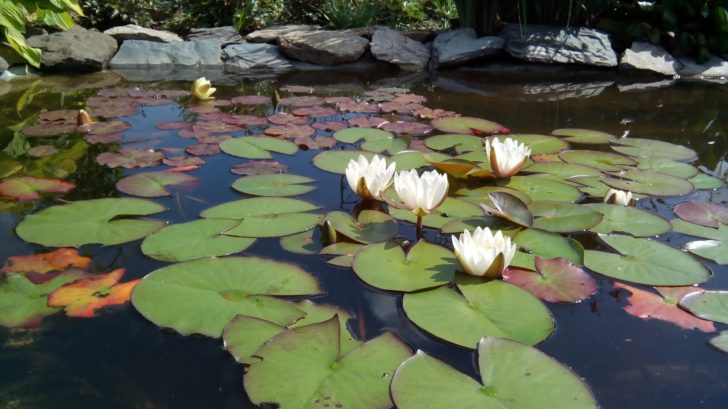 mga water lily