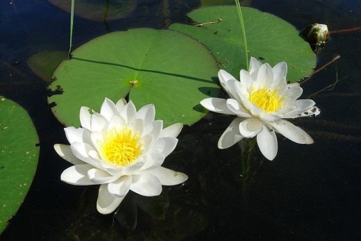 mga water lily