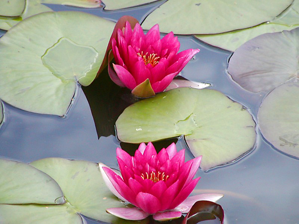 mga water lily