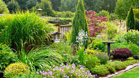 Plantes de conifères pour le jardin en aménagement paysager