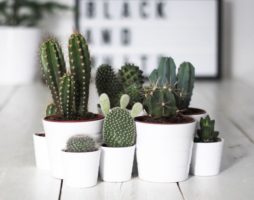 Druhy domácích kaktusů pro výzdobu interiéru