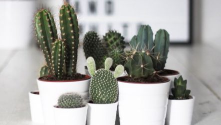 Mga uri ng home cacti para sa interior decor