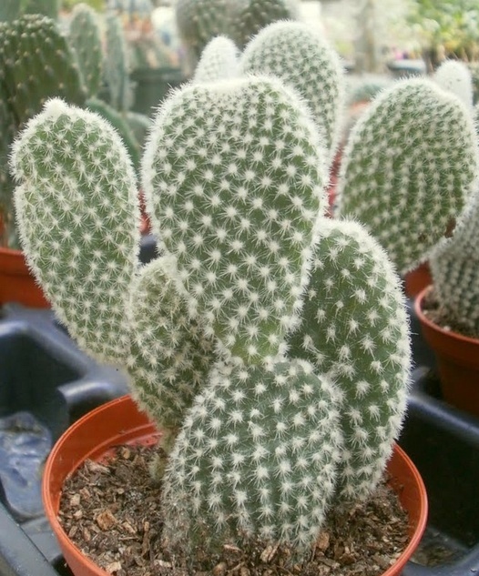 bahay cactus