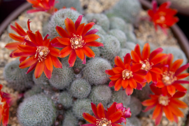 bahay cactus