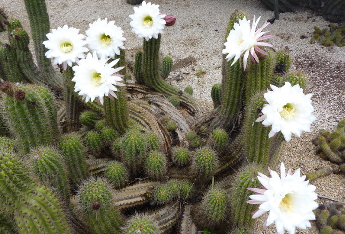 bahay cactus