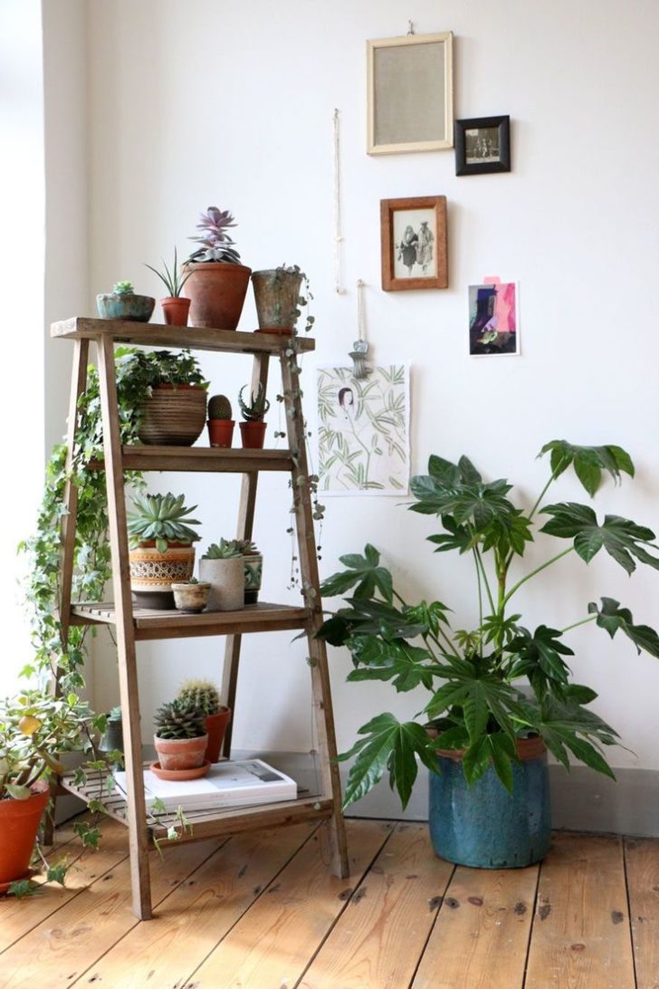 plantes d'intérieur à l'intérieur