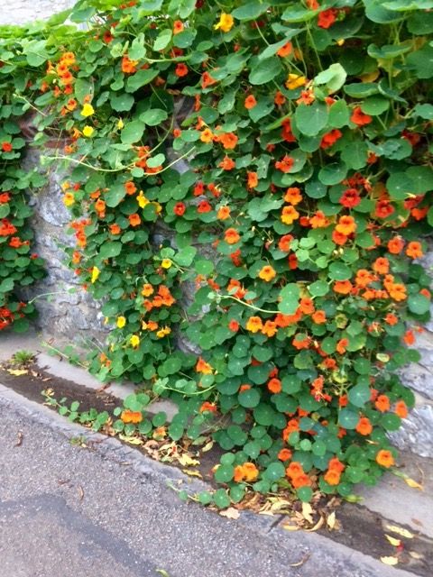 mga bulaklak sa hardin ng tagsibol