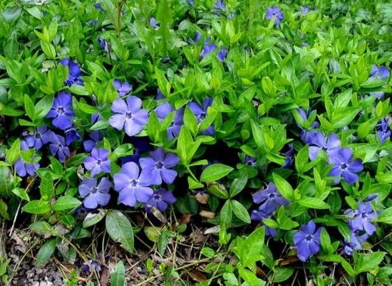 mga bulaklak sa hardin ng tagsibol