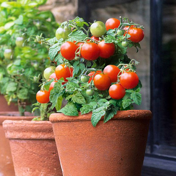 plantes d'intérieur à l'intérieur