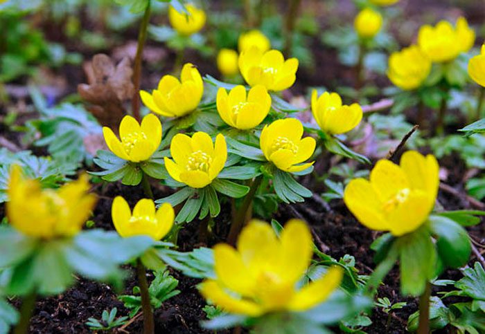 mga bulaklak sa hardin ng tagsibol