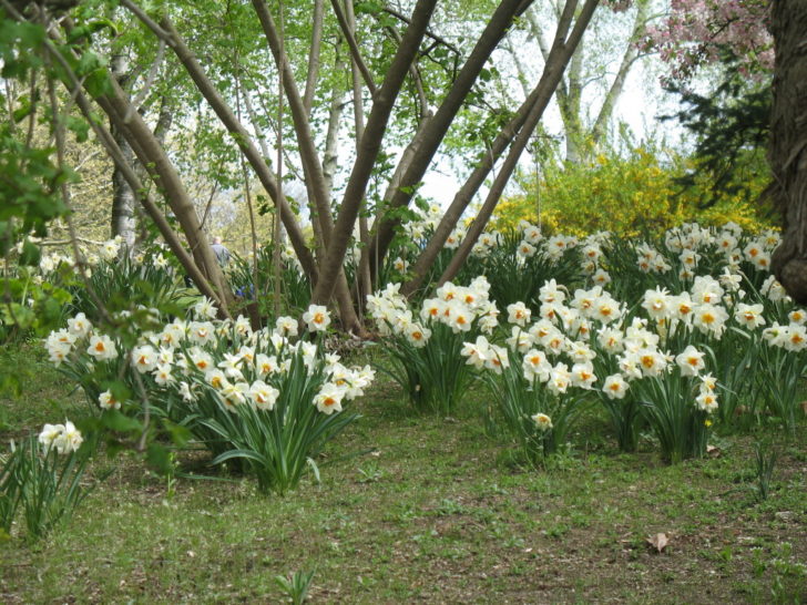 mga bulaklak sa hardin ng tagsibol