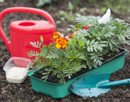 Choisir des fleurs annuelles pour une résidence d'été