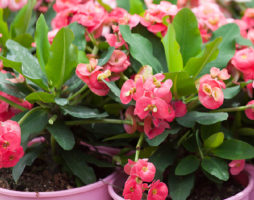 Euphorbia sa hardin at sa bahay