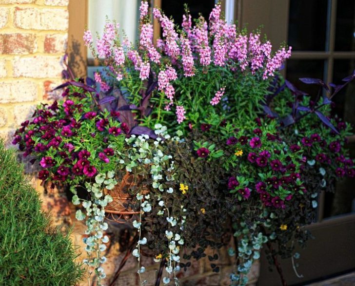 årlige blomster til sommerhytta