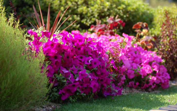 bulaklak para sa pagbibigay