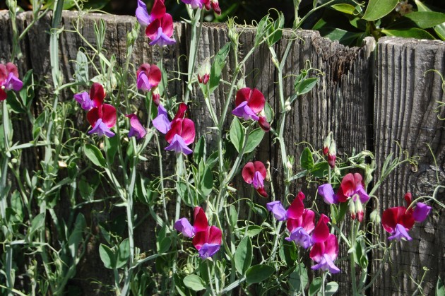 årlige blomster til sommerhytta