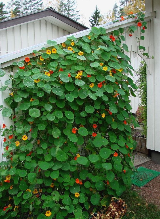 årlige blomster til sommerhytta