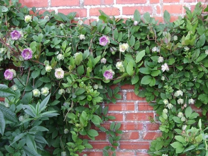 årlige blomster til sommerhytta