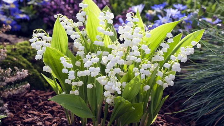 bulaklak para sa pagbibigay