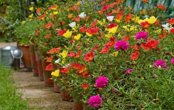 årlige blomster til sommerhytta