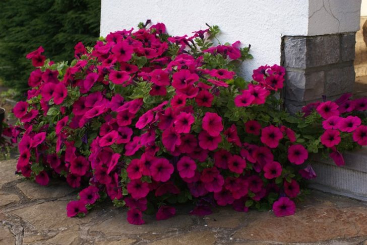 årlige blomster til sommerhytta