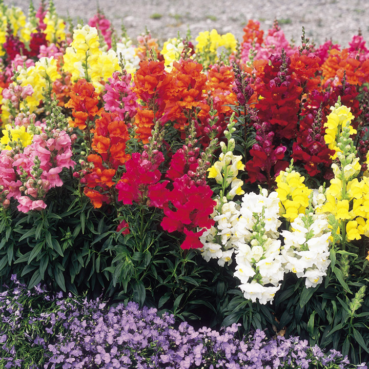 årlige blomster til sommerhytta