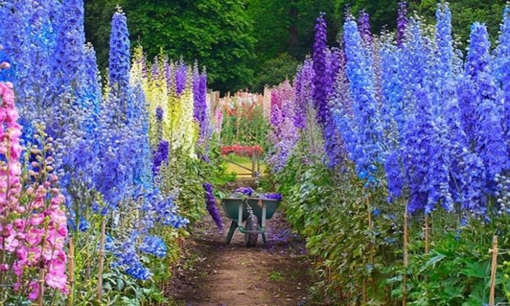 årlige blomster til sommerhytta