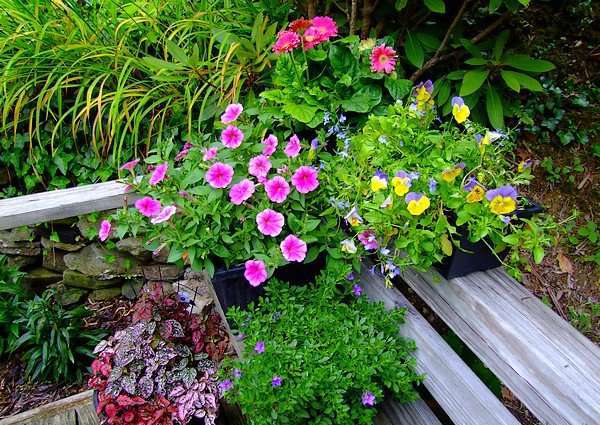 årlige blomster til sommerhytta