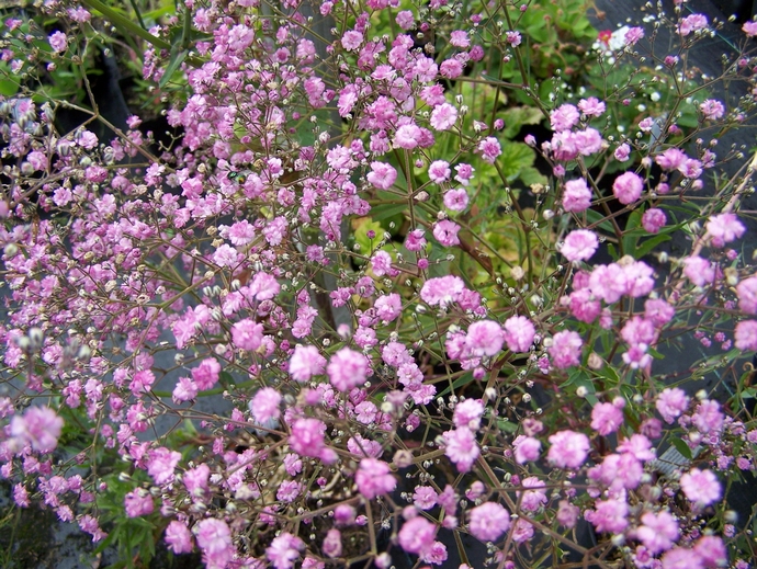 årlige blomster til sommerhytta