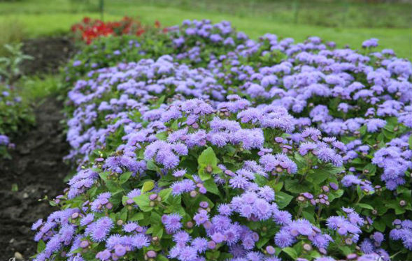 årlige blomster til sommerhytta