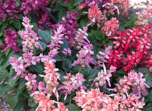 årlige blomster til sommerhytta