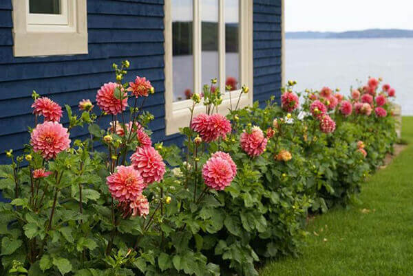 årlige blomster til sommerhytta